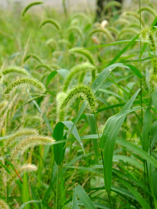 怪しいエノコログサ群落