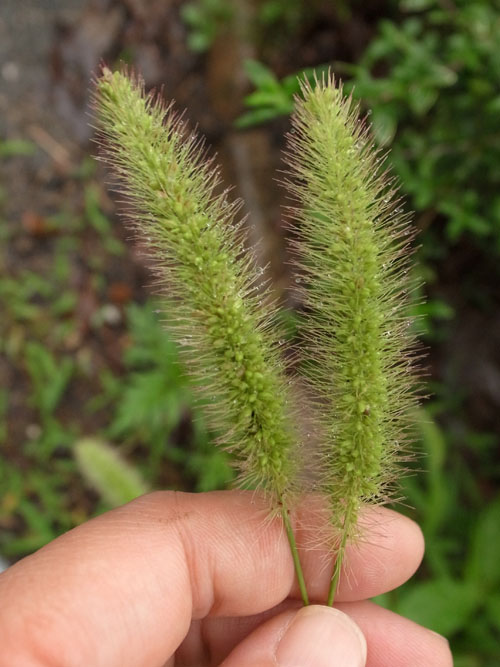 Setaria viridis