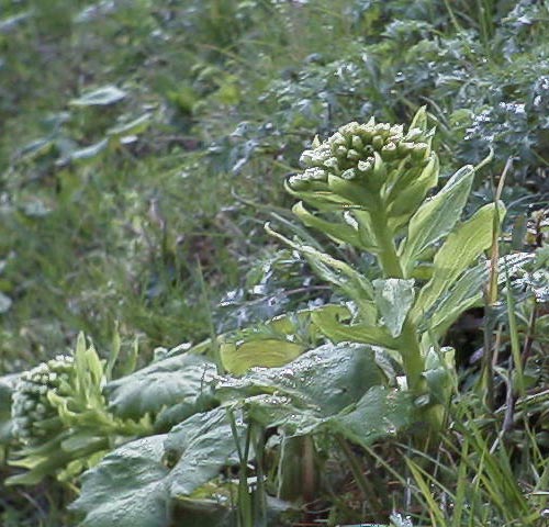 Petasites japonicus