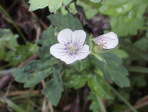 Geranium thunbergii