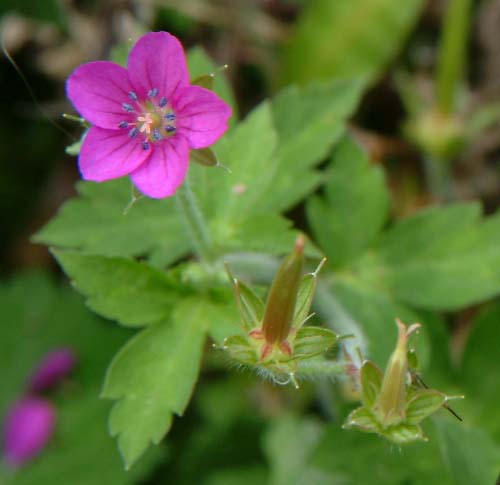 ゲンノショウコの果実