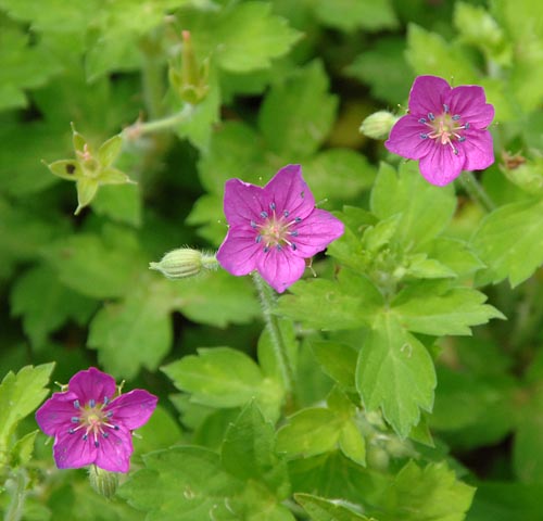 ゲンノショウコ