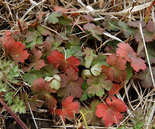 ゲンノショウコは晩秋に紅葉する