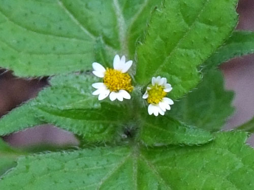 Galinsoga ciliata