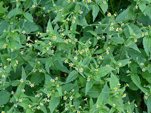 ハキダメギクの群落