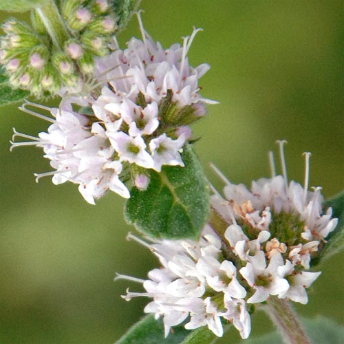 Mentha arvensis piperascens