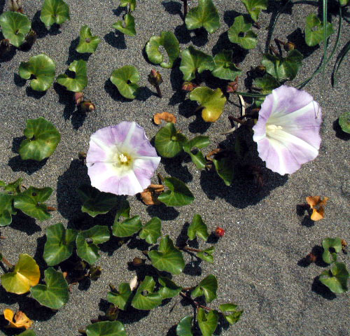 Calystegia soldanella