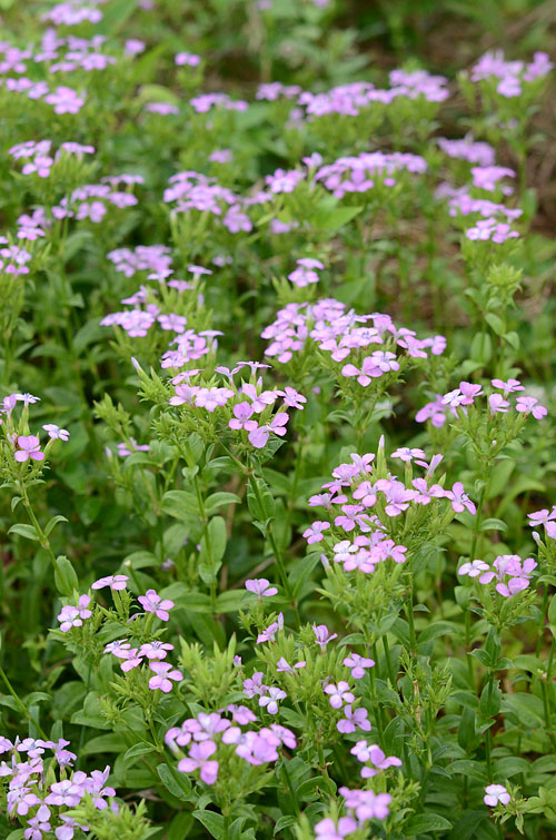 ハマナデシコの群落