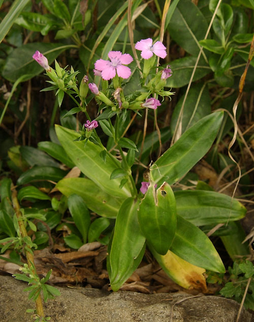 Dianthus japonicus