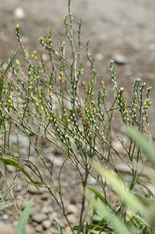 Limonium terragonum