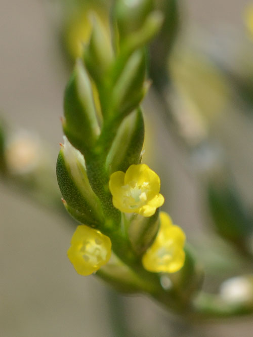ハマサジの花アップ