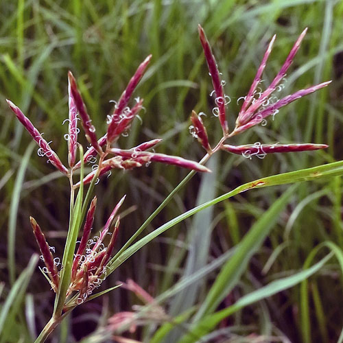ハマスゲの花アップ