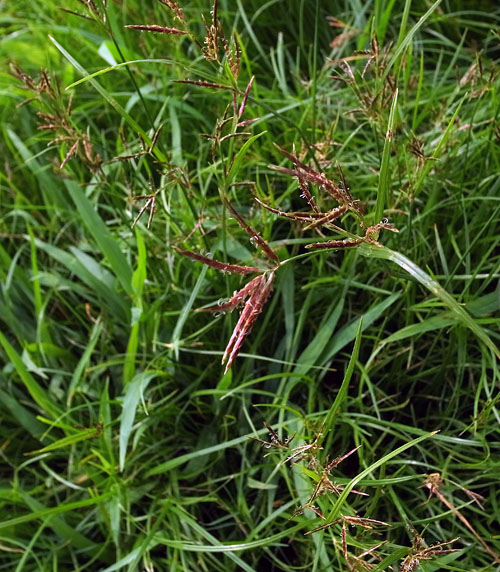 Cyperus rotundus