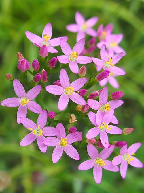 ハナハマセンブリ