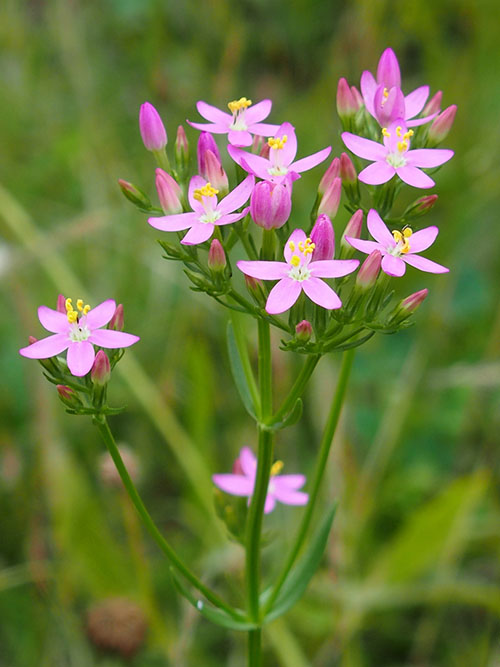 ハナハマセンブリ