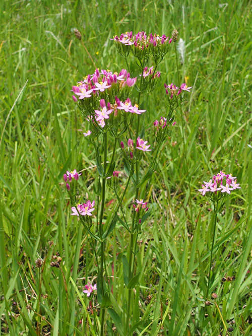 ハナハマセンブリ