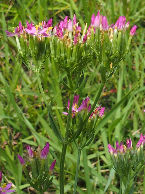 ハナハマセンブリ