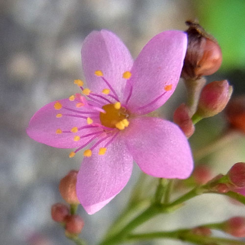 ハゼランの花アップ