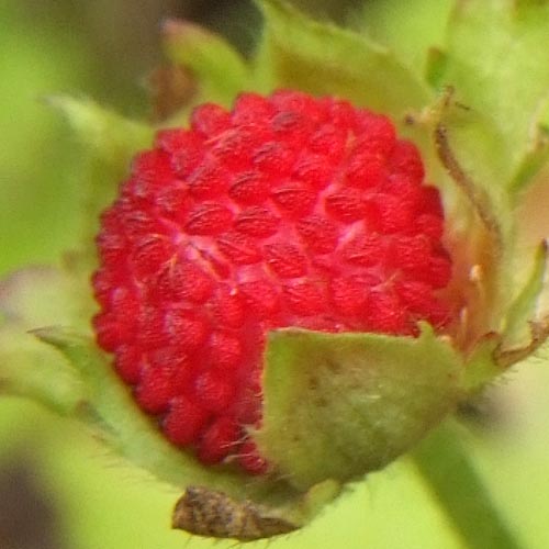 Potentilla hebiichigo