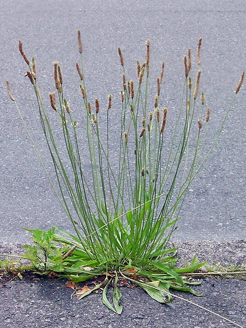 道路のヘラオオバコ