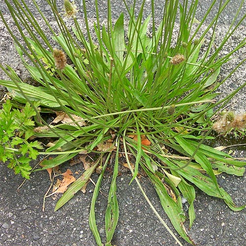 Plantago lanceolata