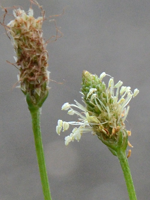 ヘラオオバコの花アップ