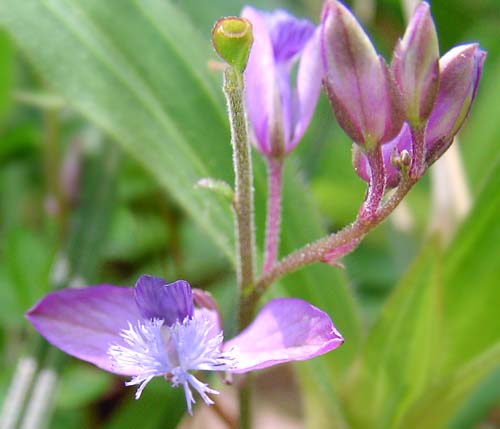 Polygala japonica