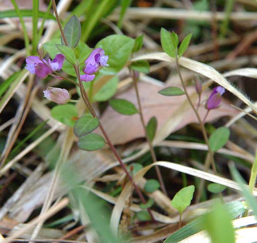 ヒメハギの全草