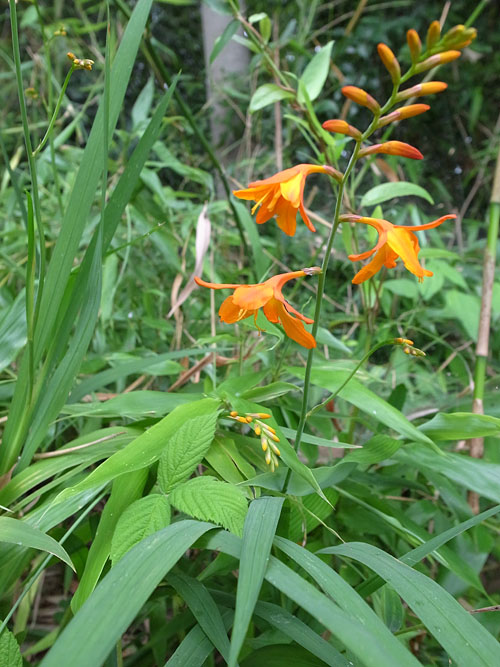 Crocosmia x crocosmiiflora