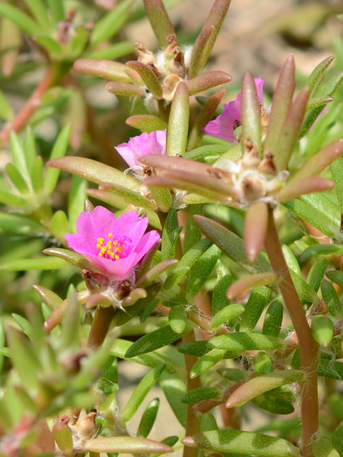 ヒメマツバボタン