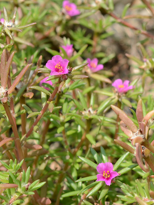 Portulaca pilosa