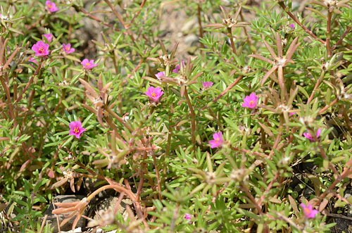 ヒメマツバボタンの群落