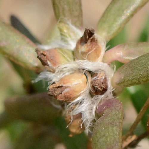 ヒメマツバボタンの果実