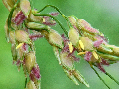 ヒメモロコシの穂