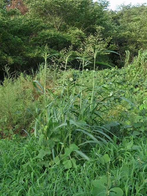 巨大なヒメモロコシ