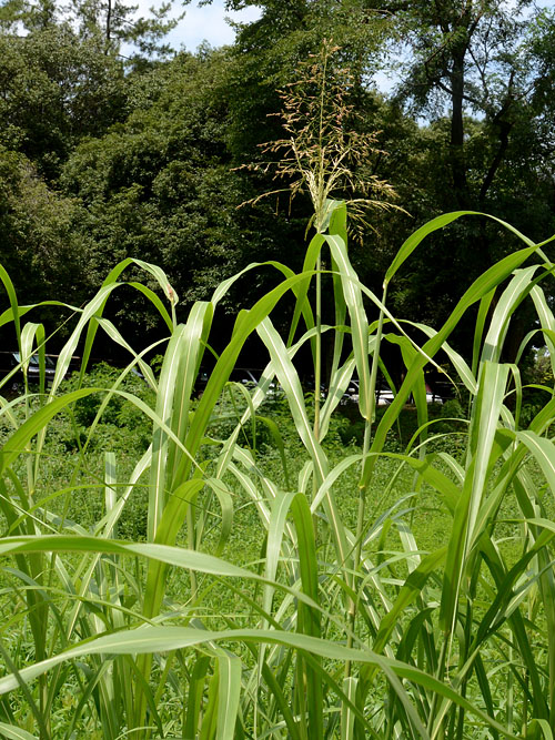 ヒメモロコシ全体図