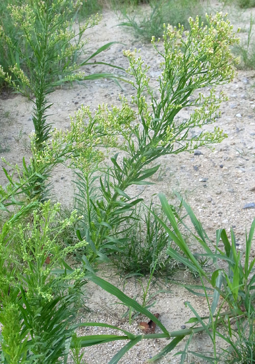 ヒメムカシヨモギ