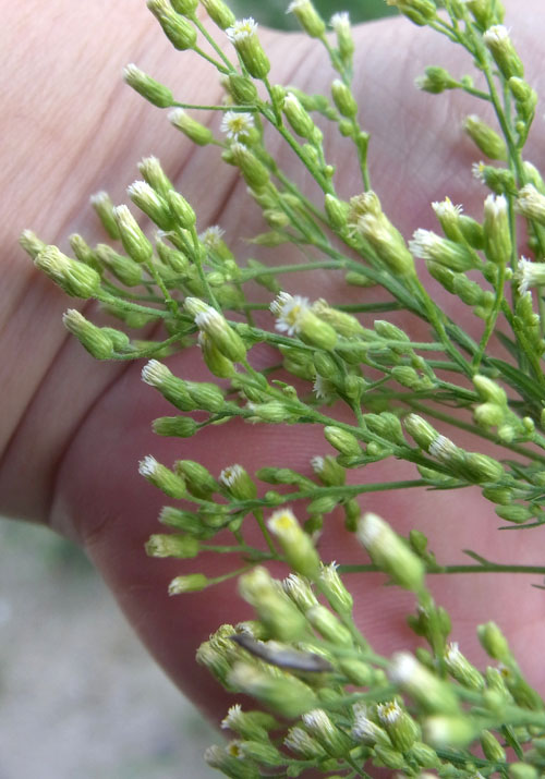 ヒメムカシヨモギ