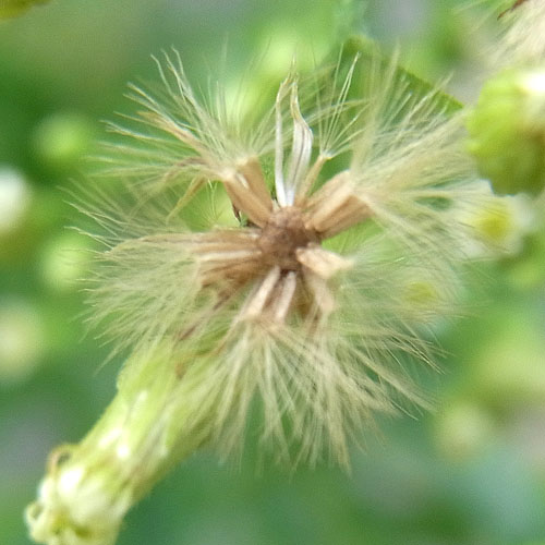 ヒメムカシヨモギ　種