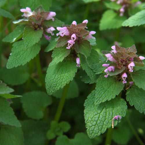 ヒメオドリコソウ