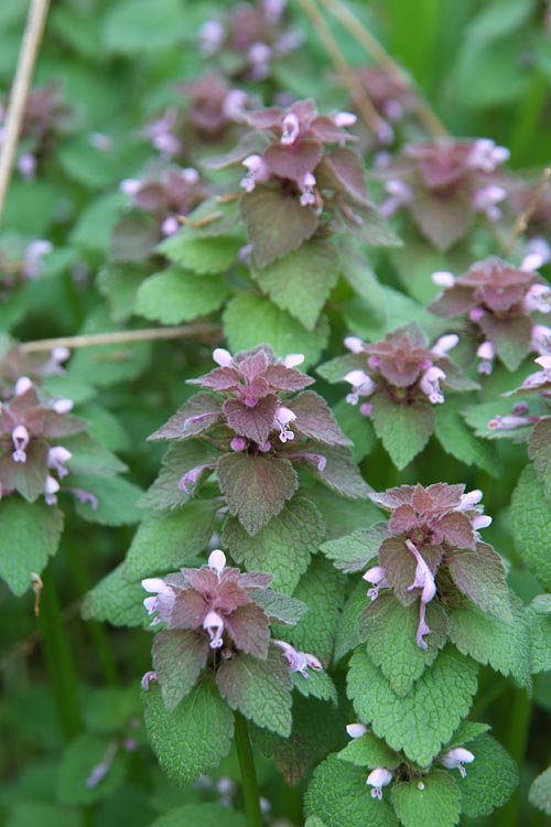 Lamium purpureum