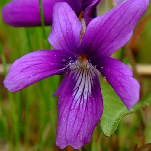 ヒメスミレ？の花アップ