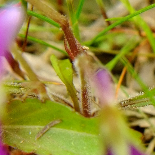 ヒメスミレ？の微毛