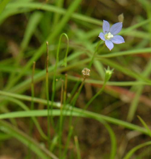 Wahlenbergia marginata