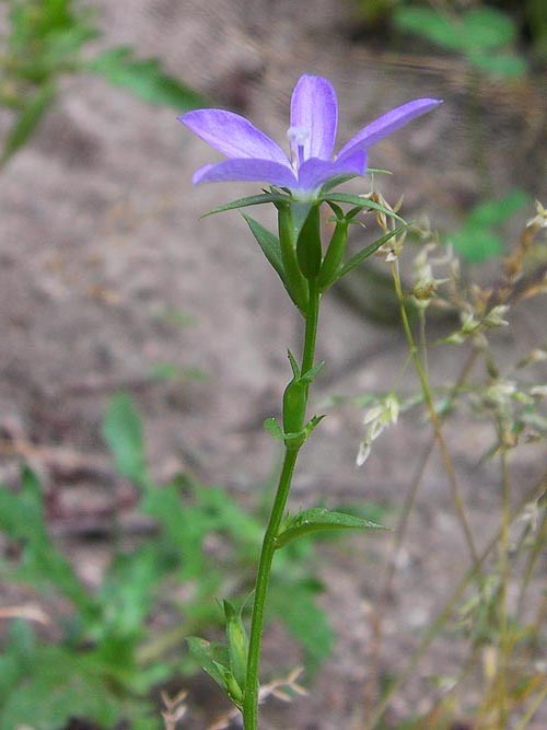 ヒナキキョウソウ