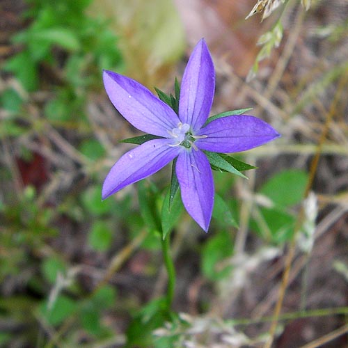 Specularia biflora