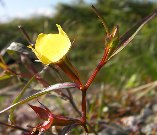 Ludwigia decurrens