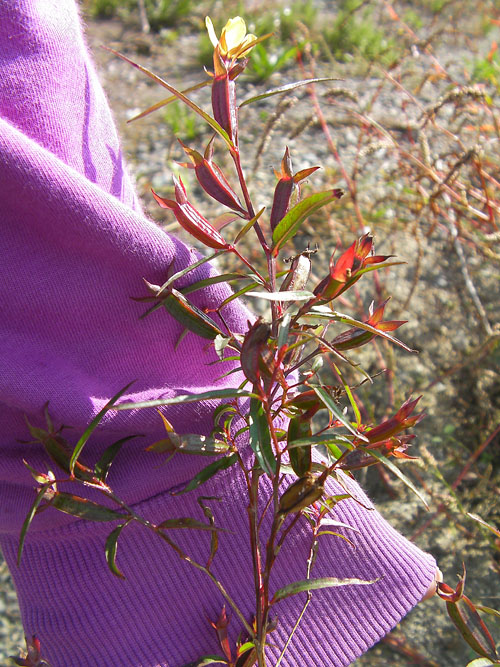 アメリカミズキンバイ