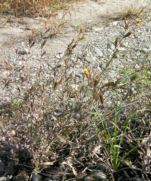 ヒレタゴボウの全草の草姿