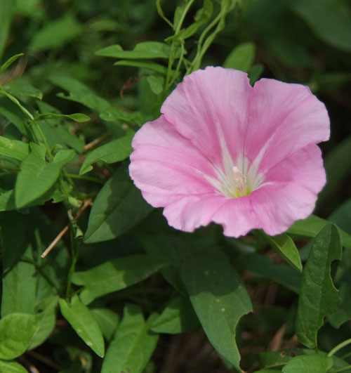 Calystegia japonica